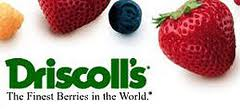 driscoll's