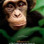 chimpanzee
