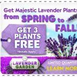 lavender plants