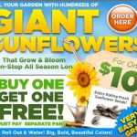 sunflowers