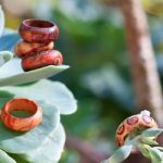 bohemian rhapsody bamboo rings