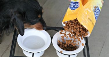 Feeding Our Dog All Natural Dog Food