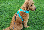 A dog harness is great for leash training