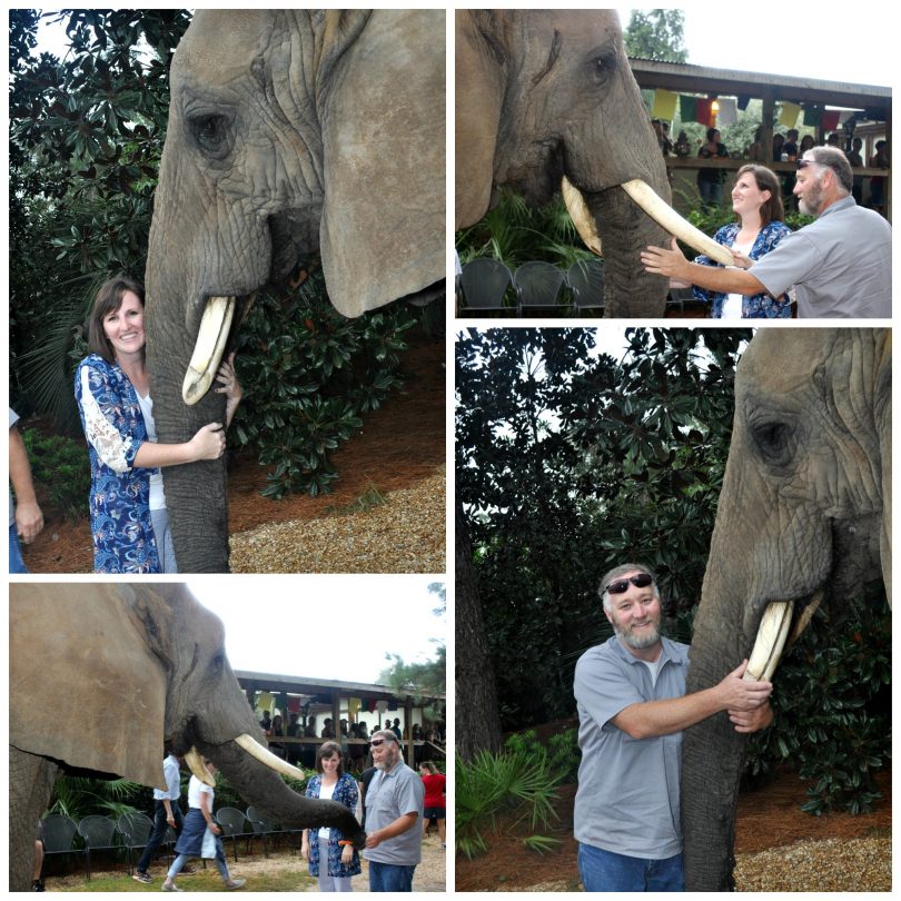 Myrtle Beach Safari is a MustSee Attraction Clever Housewife