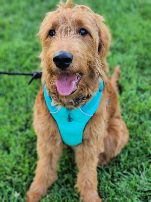 Meet Penny, my 6 month old Goldendoodle