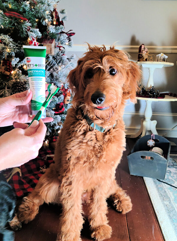 Enzymatic Toothpaste from Vet’s Best